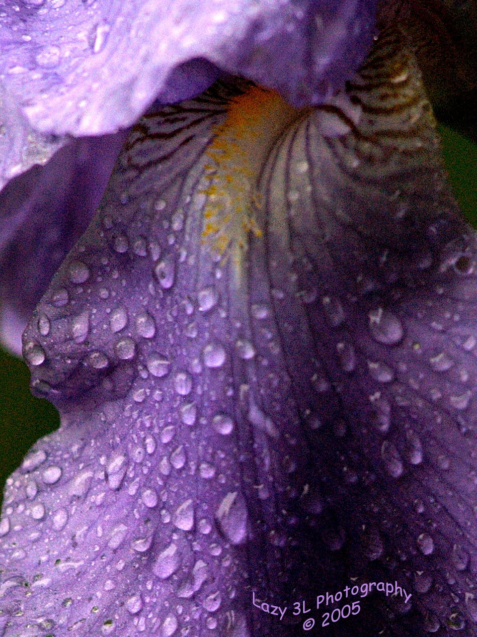 Raindrops....<br>May 9