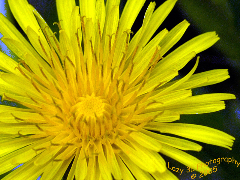 Lowly Dandelion