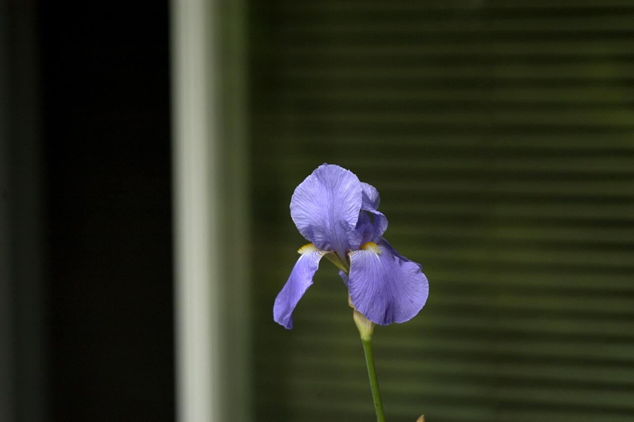 Iris - the original photo<br>May 11