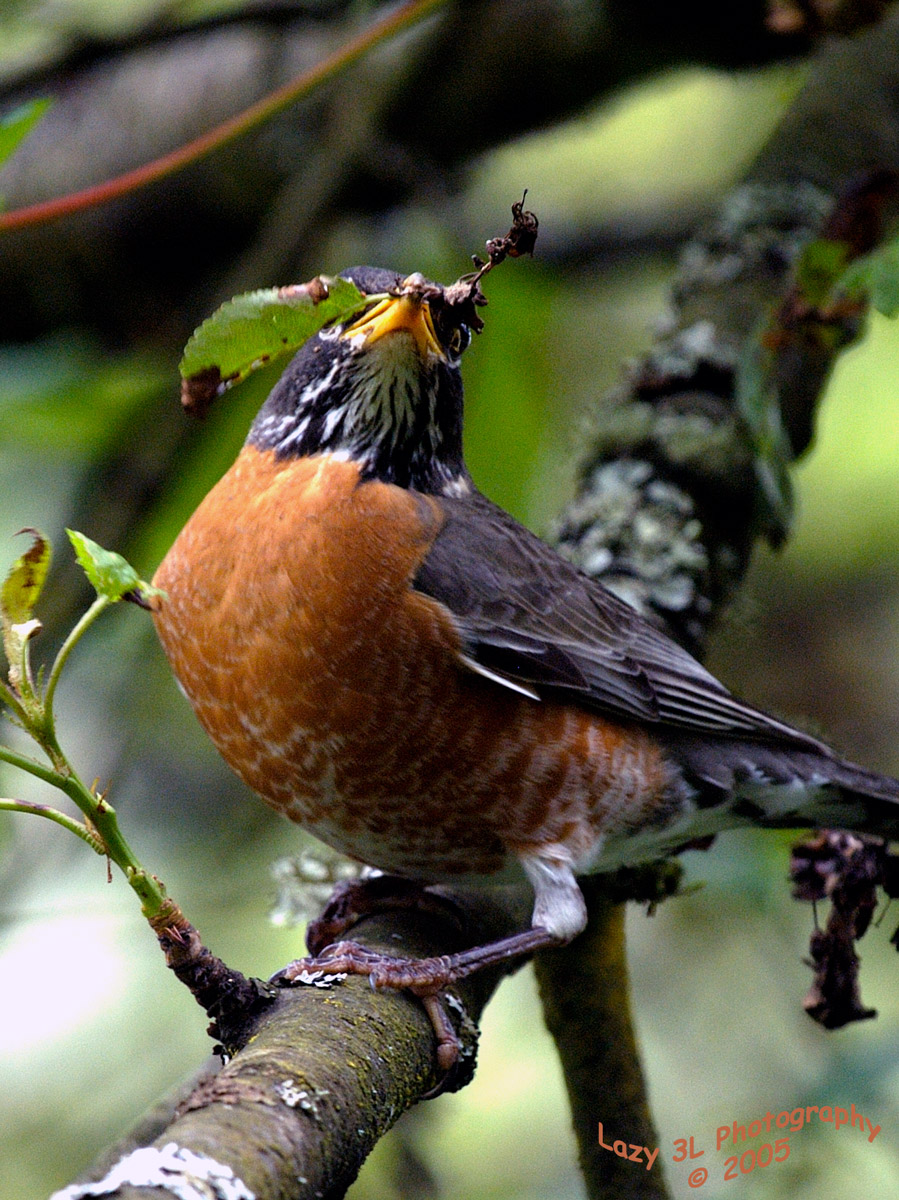 Robin pulling leaves<br>May 12