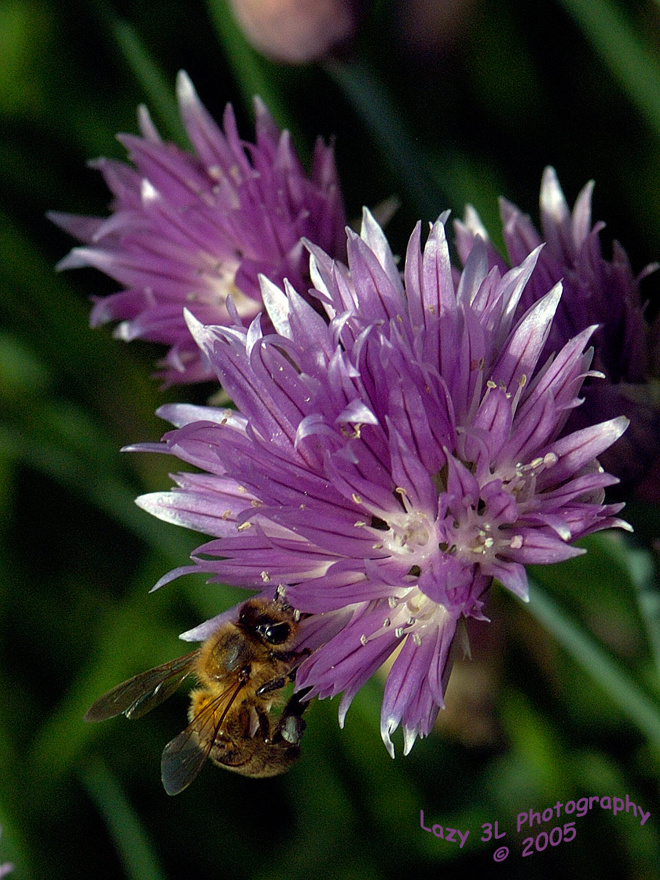 Bee on Chive Flower
