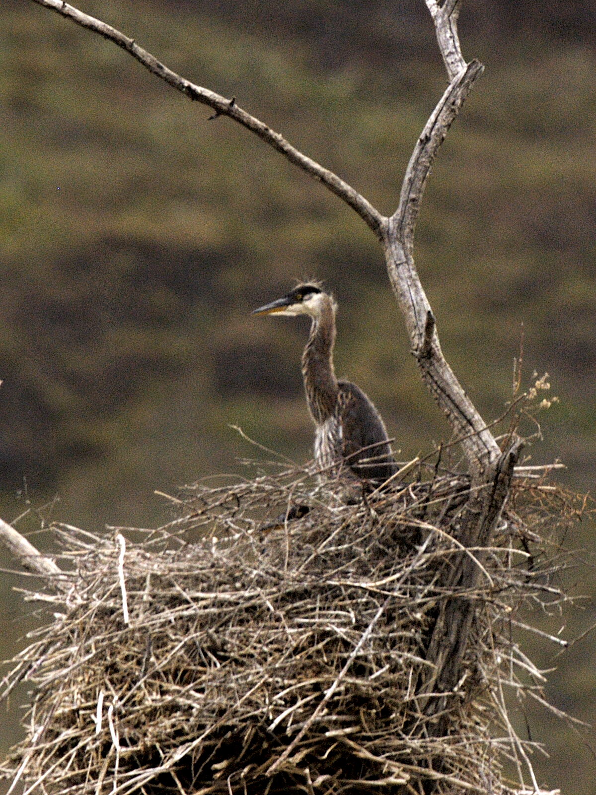 Juvenile Great Blue Heron<br>May 21