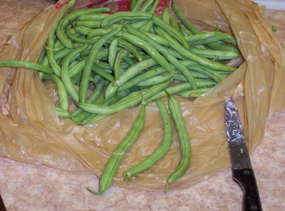 Our first green bean harvest. (Our family got this batch and it was SO tasty)!