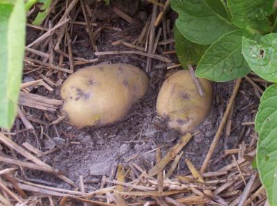 Other side of the garden in the potato section are brown potatoes. These are off of one plant but I didn't dig around to see if there were more to it or not as these were a nice surprise.
