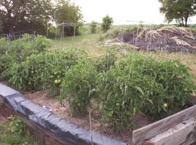 The tomato end of the garden 6 weeks after the previous shot of it (last week of May).  All the bushes are loaded with various sizes of tomatoes, but all are still green (except for a few grape tomatoes that have ripened).