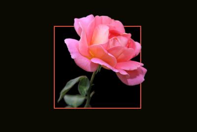Framed Rose800.jpg