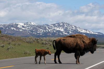 Buffalo and Calf Yellowstone0351