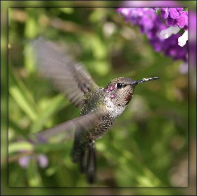 Hummingbird m