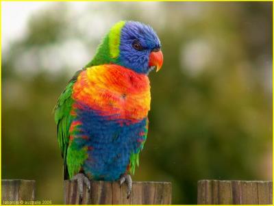 loriquet arc-en-ciel - rainbow lorikeet