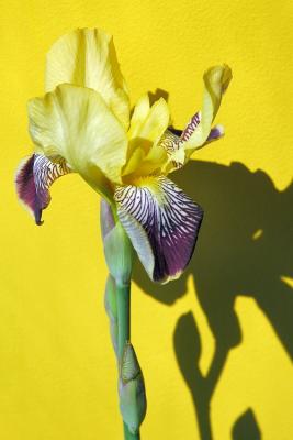 lemon scented iris