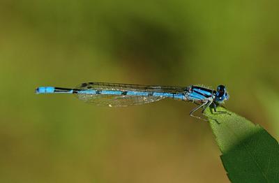 Familiar Bluet