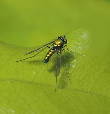 Long-legged Fly