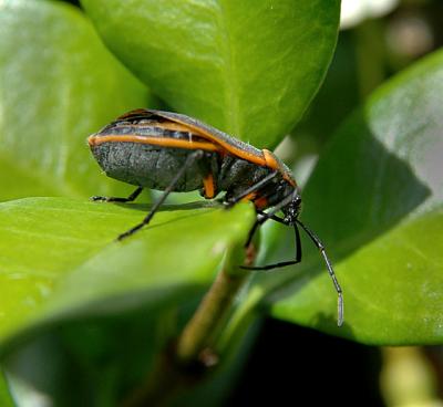 Bordered Plant Bug