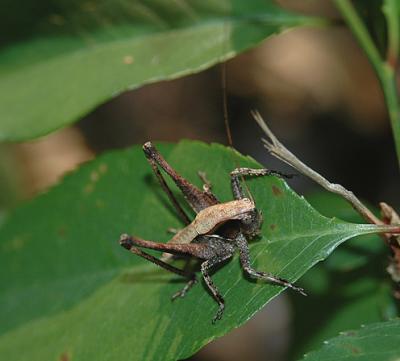 Shield-Backed Katydid Nymph