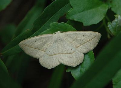 Confused Eusarca Moth (6941)