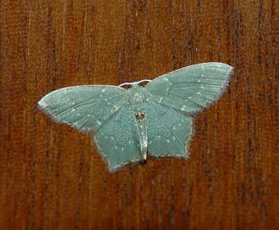 Angle-winged Emerald Moth (7075)