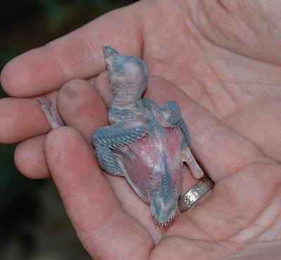 RCW Hatchling