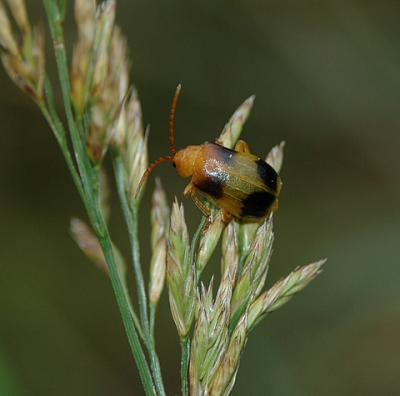 Larger Elm Leaf Beetle