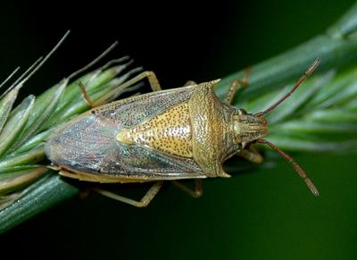 Rice Stinkbug