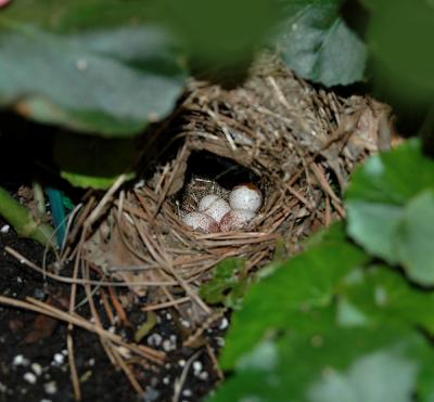 Carolina Wren Nest and Eggs