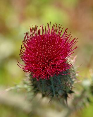 Thistle, Two-colored