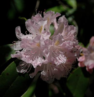 Azalea, Alabama