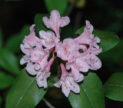 Azalea, Piedmont