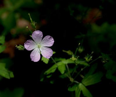 Geranium, Wild