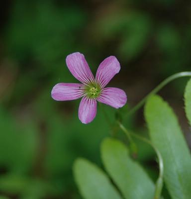 Wood Sorrel