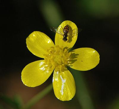 Buttercup, Hairy