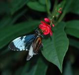 Cydno Longwing