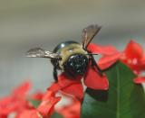 Eastern Carpenter Bee