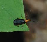 Downy Leather-wing