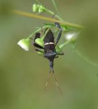Eastern Leaf-footed Bug (Leptoglossus phyllopus)