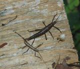 Two-striped Walkingstick