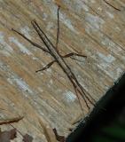 Two-striped Walkingstick