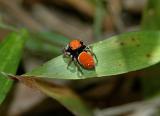 Phidippus whitmani