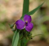 Spiderwort, Hairy