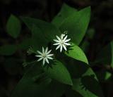 Chickweed, Star