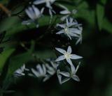 Aster, Yellow Stokes