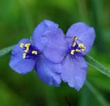 Spiderwort, Virginia