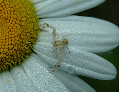 Flower Crab Spider - Misumena sp.