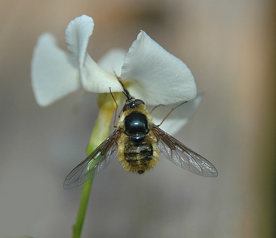 Bee Fly