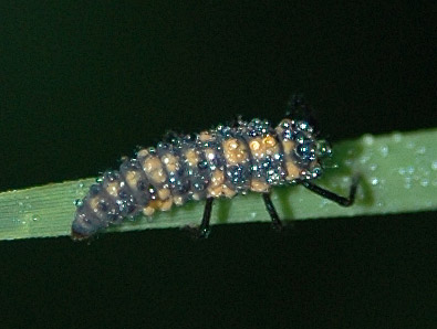 Ladybug Beetle Larva