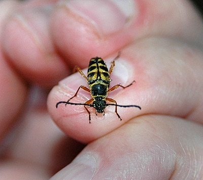  Zebra Longhorn