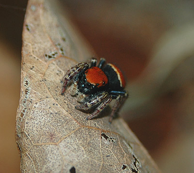 Phidippus whitmani