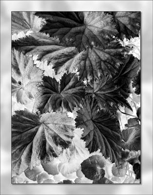 Black & White I (Begonias)