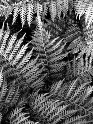 Black & White VII (Ferns)