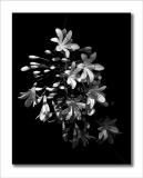 Black & White III (Agapanthus)