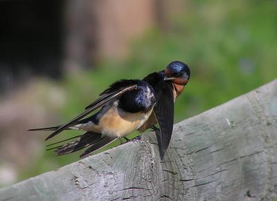 barns preening.jpg